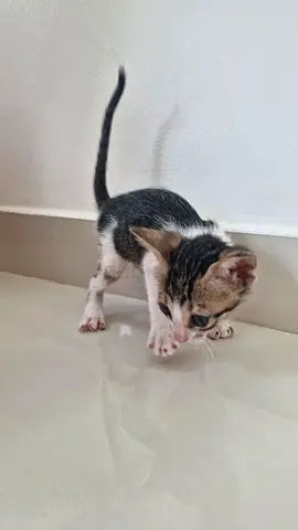 Kittens for free