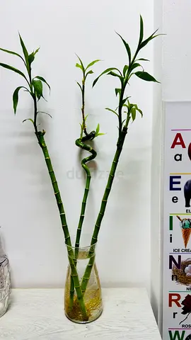 Luck bamboo plant for sale