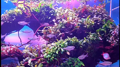 Beautiful planted aquarium with rare collection of plants