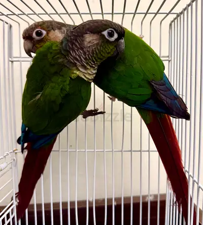 Birds