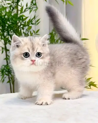 Munckin kittens