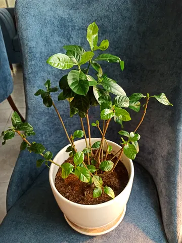 Indoor potted Gardinia jasmine plant in white pot — healthy, ready to rehome