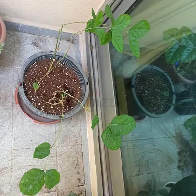 Potted Arabian Jasmin