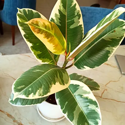 Variegated Rubber Plant (Ficus elastica Tineke) in Pot - Healthy Indoor Plant