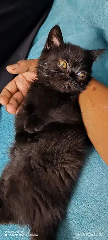 Free Kitten – Looking for a Loving  Caring Family