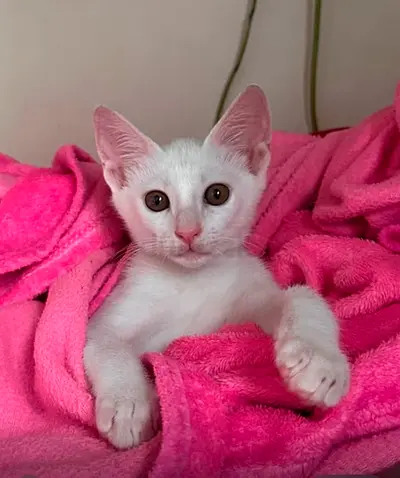 Cat for free adoption