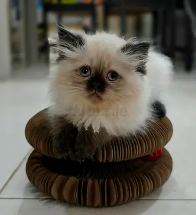 🐾 Female Siamese Mix Kitten Looking for a Loving Home! 🐾