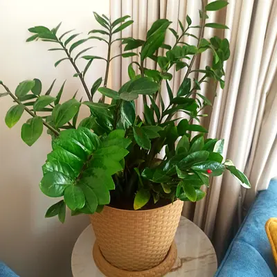 Healthy ZZ Plant (Zamioculcas zamiifolia) in Decorative Pot - Mature Indoor Plant