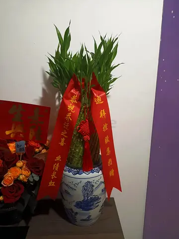 Lucky Bamboo Plant in Decorative Ceramic Vase - Indoor Decorative Plant