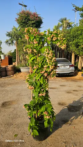 Rangoon creeper 2meter Hight