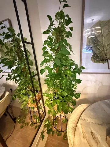 Pottery Barn rattan pot - Large Money Plant (Climbing Houseplant) on Trellis - Healthy, Fast-Growing