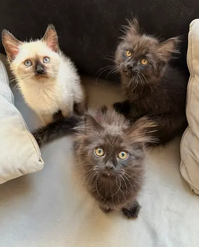 3 Friendly Kittens Looking for a Home - Mixed Colors