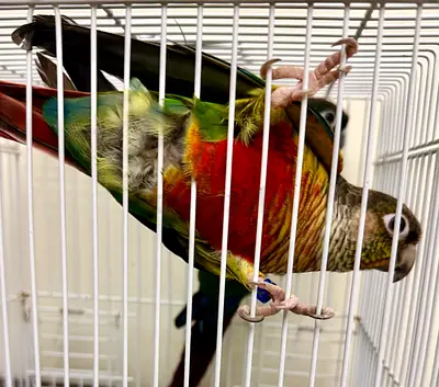 Birds