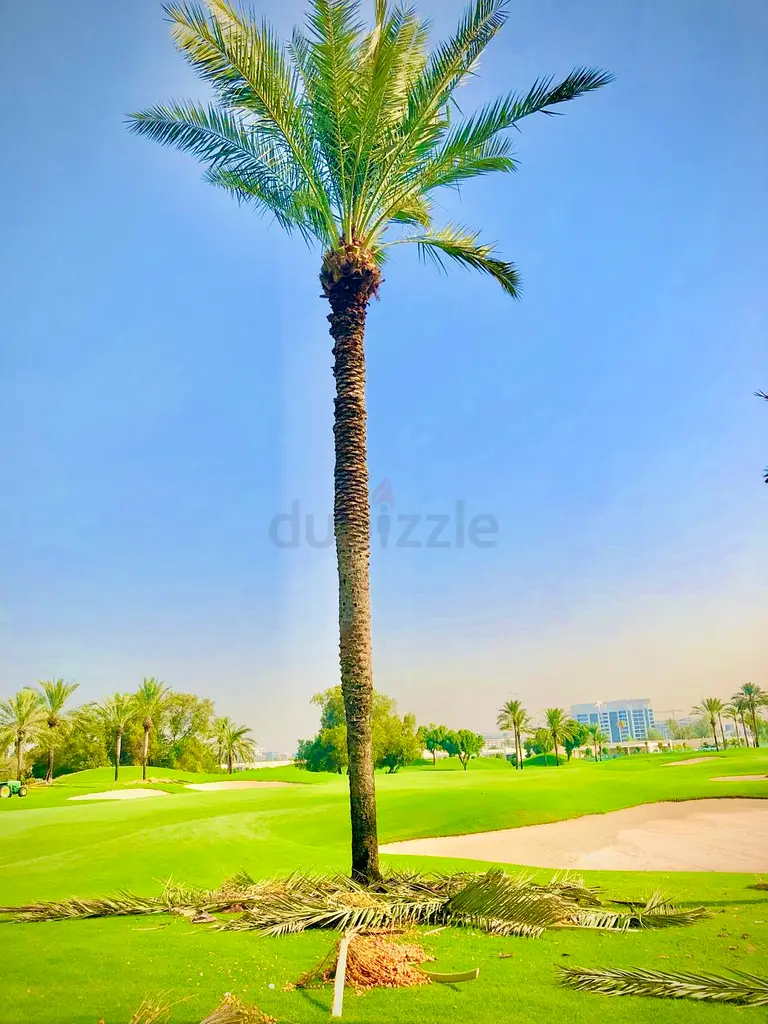 DPV_View_Image_1