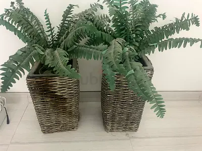 Pair of Tall Wicker Planters with Artificial Ferns