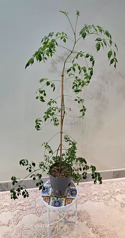 Tall indoor potted Emerald tree (Radermachera sinic)