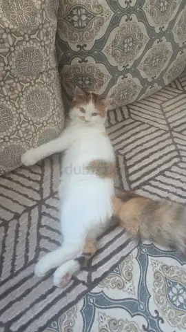 CUTE CAT FOR FREE ADOPTION WITH ALL ACCECORIES