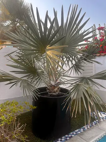 Silver Bismarck Palm with big pot - Healthy Outdoor Specimen