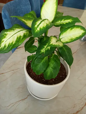 Dieffenbachia (Dumb Cane) potted indoor plant - healthy, medium size