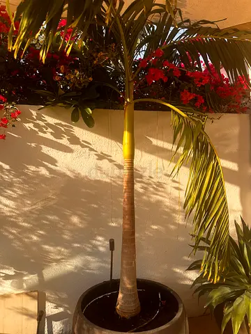 Archontophoenix alexandrae Palm Tree — Healthy Outdoor Ornamental Palm