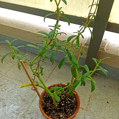 Healthy potted outdoor trailing succulent (approx. 20cm pot) - easy care