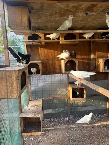Mixed white and patterned pigeons with wooden dovecote - ready to rehome