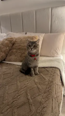 Cat for free adoption