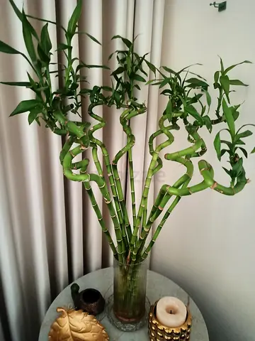 11 Lucky bamboo stalks without glass vase - healthy indoor plant