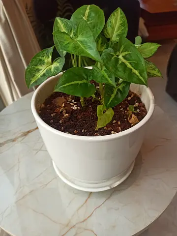Small healthy Syngonium (arrowhead) houseplant in white pot - ready to rehome
