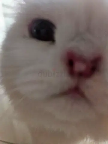 Friendly white cat available for adoption — loving indoor pet