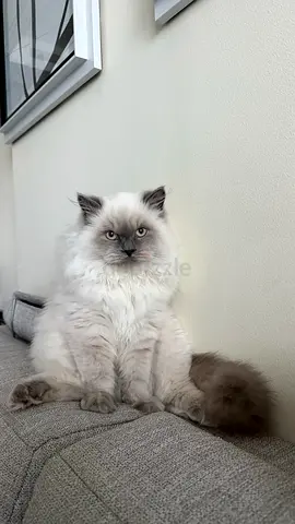 Ragdoll kitten for adoption