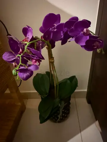 Bloomr Artificial purple orchid plant in decorative pot