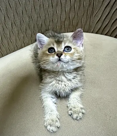 Kittens for adoption