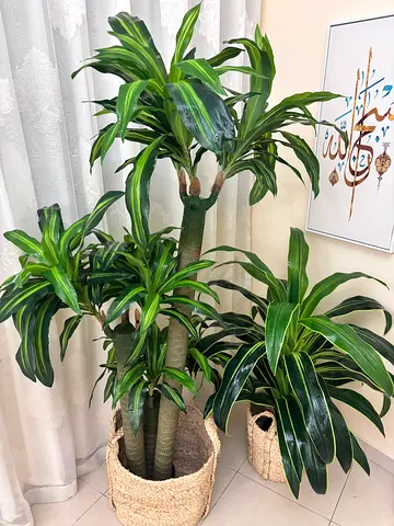 Large Dracaena Indoor artificial Plant in Woven Basket - big size 2 pcs 100 aed for each