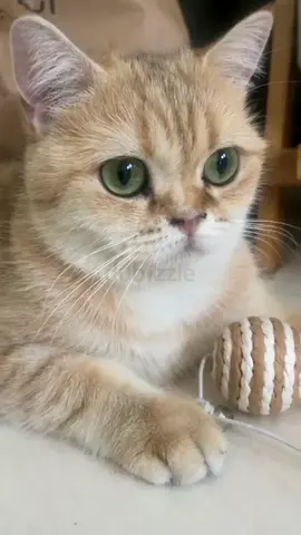 British short hair Cat