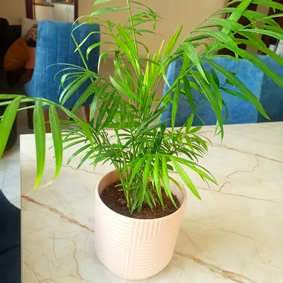 Small indoor potted palm (Chamaedorea) - healthy, ready to rehome