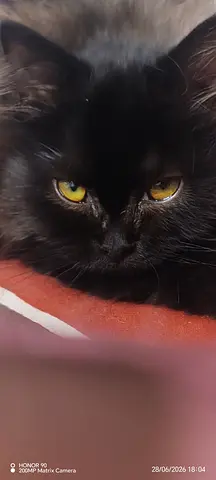 Free Kitten – Looking for a Loving  Caring Family
