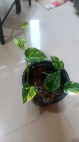 Healthy money plant in big pot