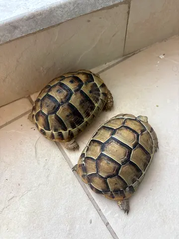 Land Turtles