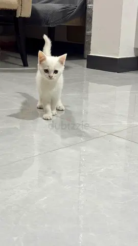 Kitten to give for free