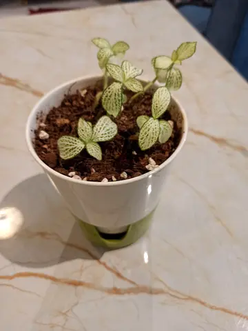 Small fittonia nerve plant in white ceramic pot - ready to brighten a shelf