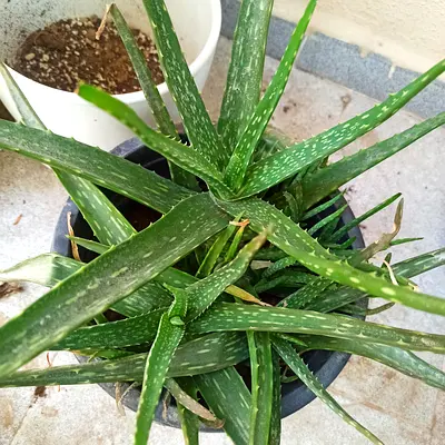 Potted Aloe Vera Plant - Healthy Indoor Succulent