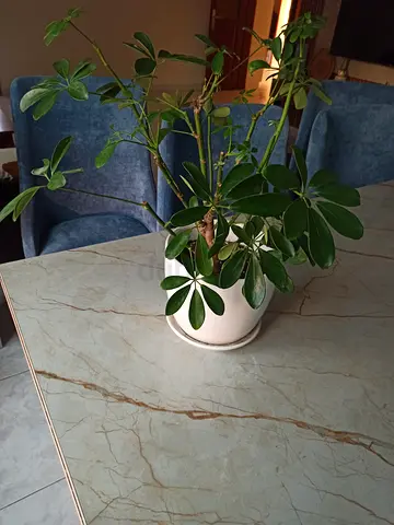 Indoor potted Schefflera (umbrella plant) in Elegant white planter - Excellent condition