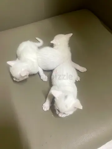 Kittes