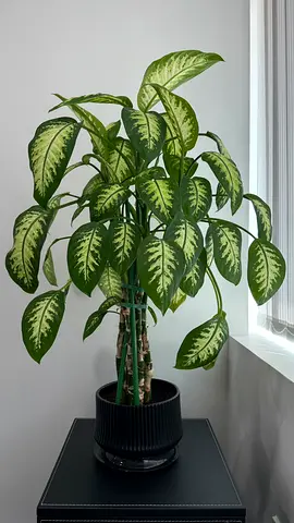 Tall Dieffenbachia plant with supports, grown in a stylish black decorative pot - healthy and ready
