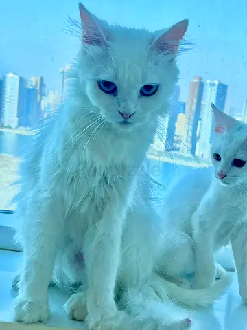Cat for adoption — friendly and playful