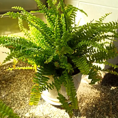 Healthy Boston Fern in White Pot - Ready for Home or Balcony