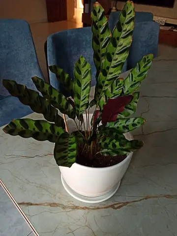 Calathea lancifolia (Rattlesnake Plant) in white pot - Healthy indoor plant