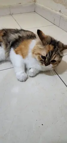 11 months old female kitten (free adoption)
