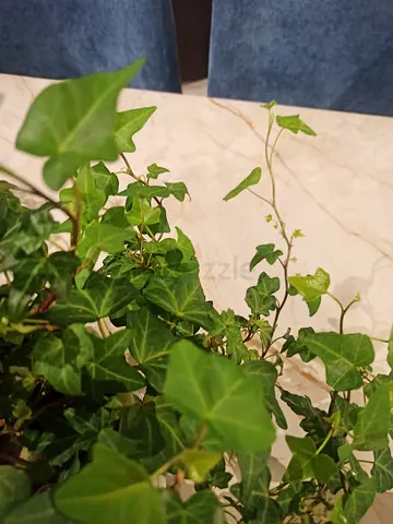 Live English Ivy Houseplant - Healthy Potted Indoor Vine